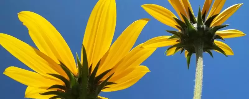 菊芋田间管理技术 ,菊芋幼苗出土后要做什么工作呢？-会东网