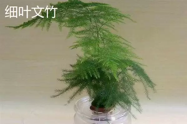 图片[4]-文竹的品种？了解文竹品种要知晓哪些关键的品种分类和植物形态差异要点？-会东网