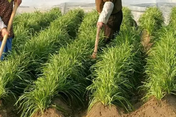图片[2]-七月韭菜种植攻略：育苗后移栽7月可种的操作要点-会东网