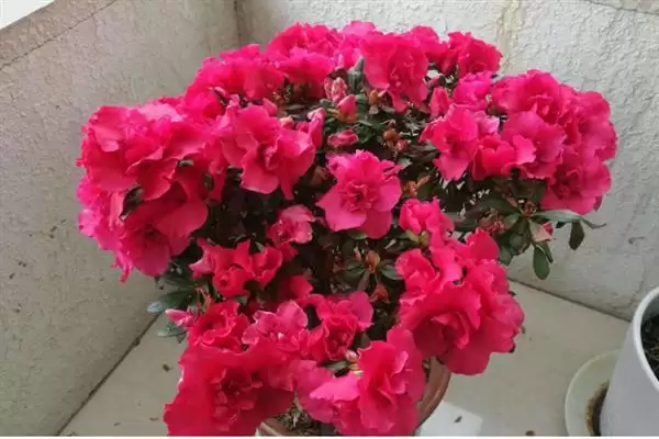 图片[9]-无惧烈日的花卉：向日葵、茉莉花、碗莲的阳光秘籍-会东网