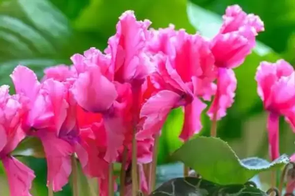 图片[2]-仙客来不开花的原因和要点？分析仙客来不开花原因需关注哪些方面？-会东网