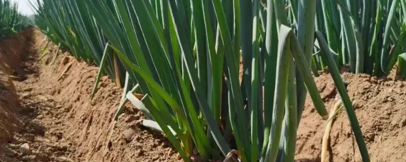 铁杆大葱的种植方法?种植铁杆大葱要遵循哪些科学的种植步骤和管理要点?-会东网