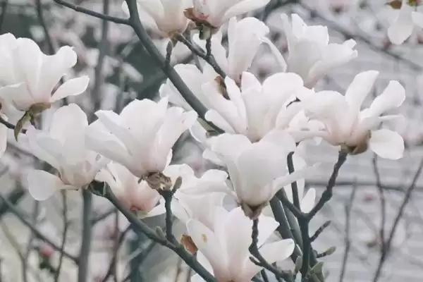 图片[2]-了解玉兰花花语的方法和重点？了解玉兰花花语要做好哪些细节？-会东网