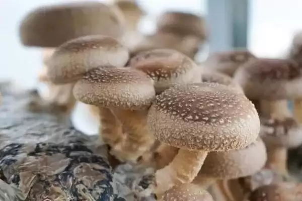 图片[7]-香菇品种的种类和要点？了解香菇品种需关注哪些关键内容？-会东网