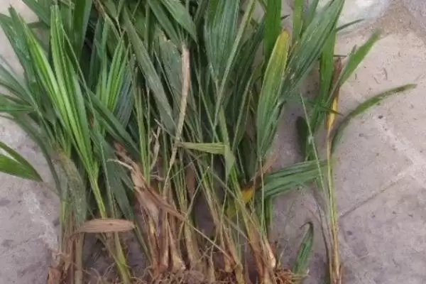图片[5]-棕榈树种植的方法和要点？种植棕榈树要掌握哪些关键步骤？-会东网