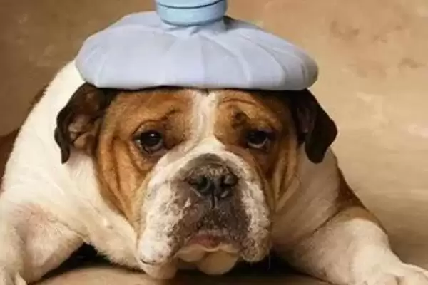 图片[4]-犬瘟症状全解：咳嗽、流脓鼻涕、眼屎多等表现分析-会东网