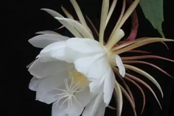 图片[4]-昙花长气根的原因？探究昙花长气根原因要考虑哪些生长环境和植物生理因素？-会东网