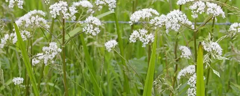 缬草种植的方法和要点?种植缬草要掌握哪些关键技术步骤?-会东网