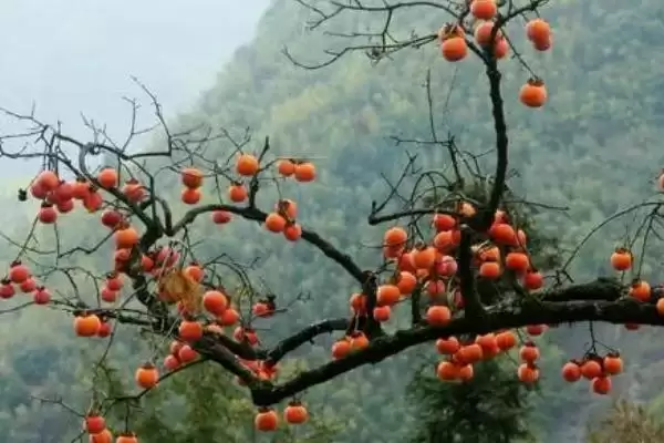 图片[2]-柿子种植效益？分析柿子种植效益要考虑哪些成本、产量及市场因素？-会东网
