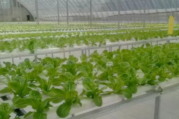 图片[3]-蔬菜的水培方法？水培蔬菜要遵循哪些科学的种植步骤和管理要点？-会东网