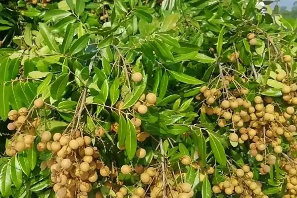 图片[9]-龙眼的种植技术要点 ,龙眼种植控冬梢为何不宜过度？-会东网