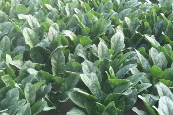 图片[4]-如何用药防治菠菜根腐病？种植菠菜防治根腐病用药要注意什么？-会东网