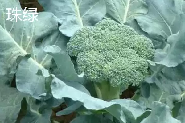 图片[3]-西兰花优良品种的介绍要点和关键信息？了解西兰花品种需关注什么？-会东网