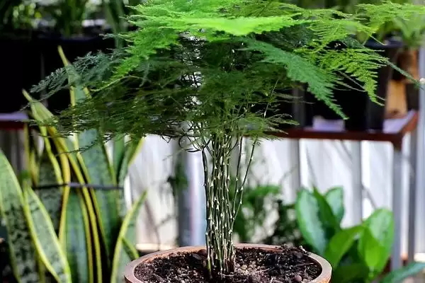 图片[5]-文竹有毒吗？判断文竹是否有毒要了解哪些植物毒性和健康影响要点？-会东网