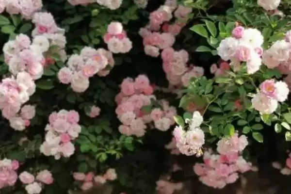 图片[3]-蔷薇花颜色大揭秘：白色、粉色等多种颜色的美丽绽放-会东网