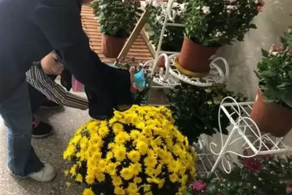 图片[5]-如何防治菊花黑斑病？养护菊花防治黑斑病要采用哪些防治方法？-会东网