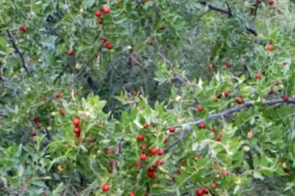 图片[3]-酸枣仁怎么种植？种植酸枣仁要遵循哪些科学的种植方法和步骤？-会东网