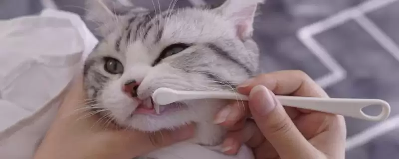 给猫咪做口腔护理的方法和重点？给猫咪做口腔护理要做好哪些细节？-会东网