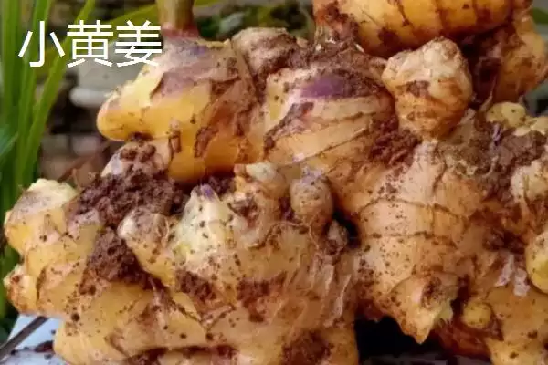 图片[2]-小黄姜和普通生姜区别的要点和对比？分辨小黄姜和普通生姜需注意什么？-会东网