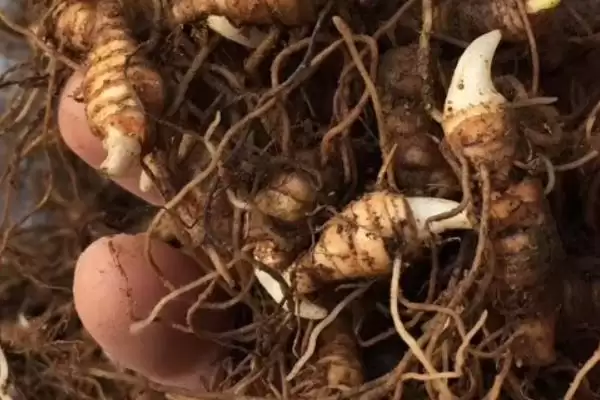 图片[7]-种植一亩重楼的成本和要点？种植重楼成本核算需关注哪些？-会东网
