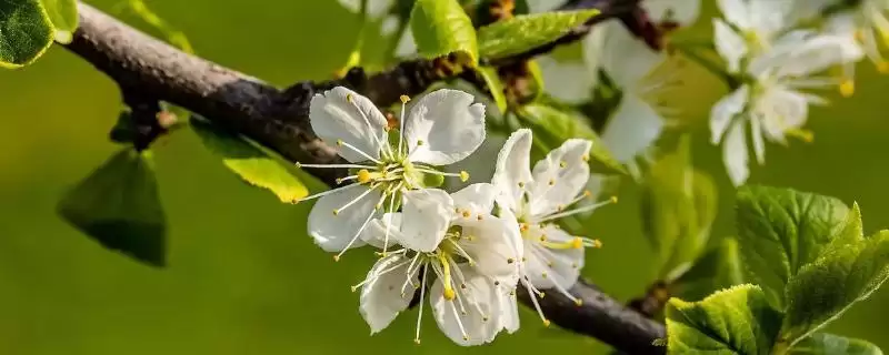 李子花的花语寓意 ,李子花有哪些美好的花语寓意呢？-会东网