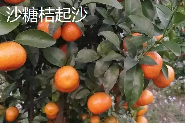 图片[2]-沙糖桔起沙和粗皮的区别？区分沙糖桔起沙和粗皮要关注什么？-会东网