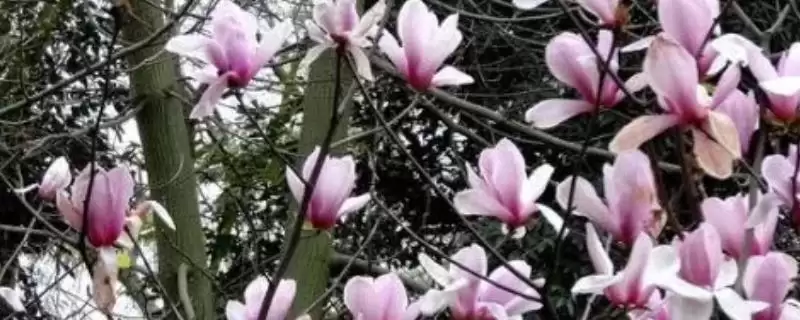 山玉兰和广玉兰有什么区别?区分山玉兰和广玉兰要关注哪些差异?-会东网