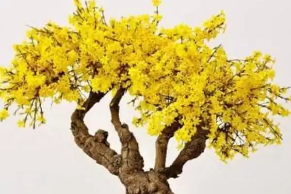 图片[3]-夏天养殖迎春花的方法和要点？夏季养殖迎春花要掌握哪些关键步骤？-会东网