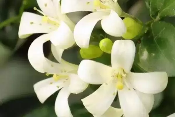 图片[4]-九里香的开花时间 ,九里香通常在什么时间段开花呢？-会东网