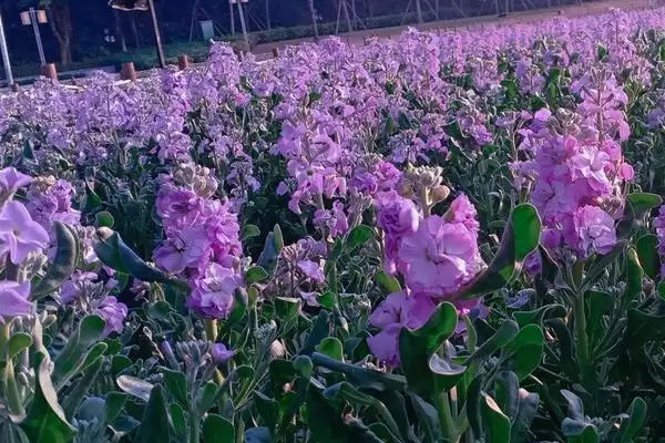 图片[8]-紫罗兰和风信子区别的要点和对比？分辨紫罗兰和风信子需注意什么？-会东网