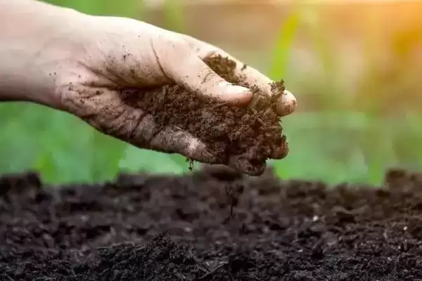 图片[2]-种植西梅的方法和重点？种植西梅要做好哪些细节？-会东网