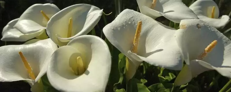 水培马蹄莲要注意什么?水培马蹄莲要遵循哪些关键的水培注意要点?-会东网