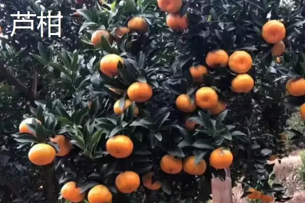 图片[5]-橘子的品种介绍 ,不同产地的橘子品种有何特色呢？-会东网