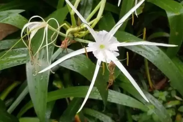 图片[2]-水鬼蕉的花期？了解水鬼蕉花期要关注哪些生长周期和气候影响要点？-会东网