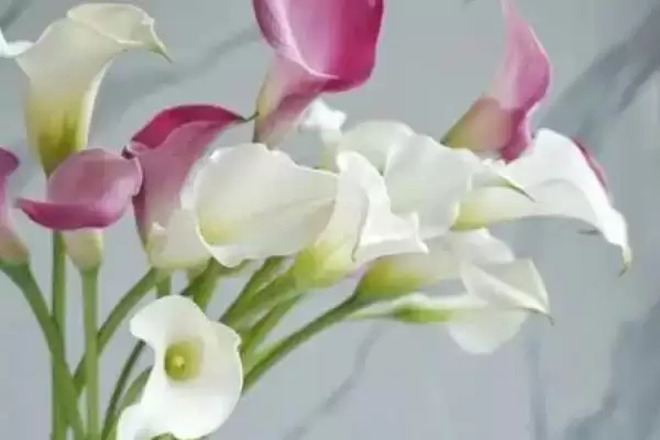 图片[3]-马蹄莲的花语是什么样的 ,马蹄莲花语因花色有何变化-会东网