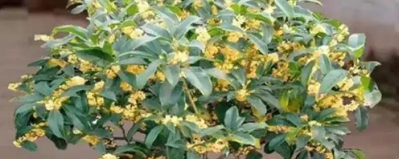 盆栽桂花树管理方法：盆土配制与日常养护的要点-会东网