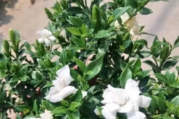 图片[7]-判断栀子花喜阳还是喜阴的方法和重点？判断栀子花喜阳还是喜阴要做好哪些细节？-会东网