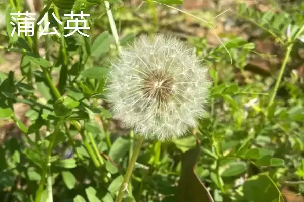 图片[2]-蒲公英与苦菜的区别剖析：叶片形状不同的关键特征-会东网