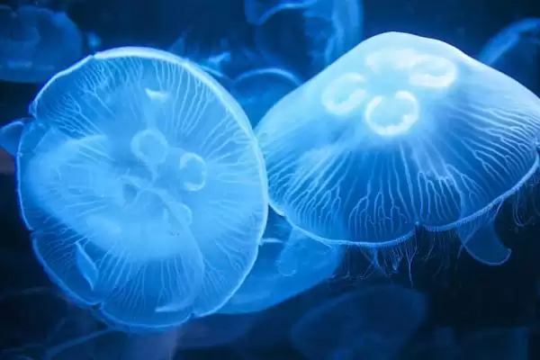 图片[4]-水母可以人工养殖吗？判断水母能否人工养殖要考虑哪些养殖条件和技术要点？-会东网