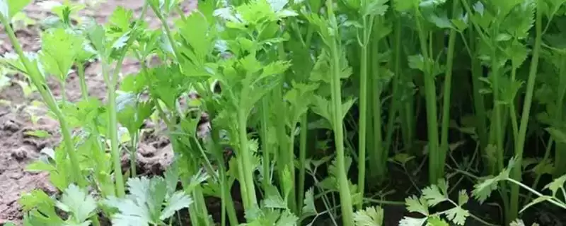 芹菜施肥禁忌:不能使用尿素的原因剖析-会东网