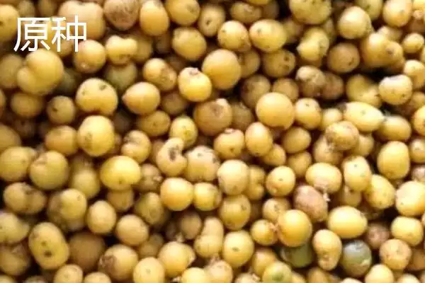 图片[2]-区分原种和栽培种的方法和重点？区分原种和栽培种要做好哪些细节？-会东网