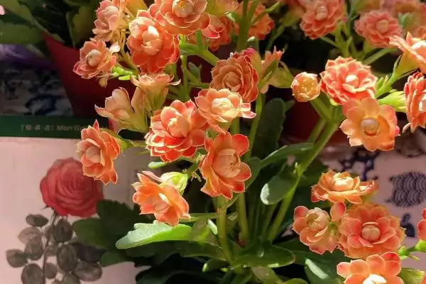 图片[3]-掌握长寿花浇水技巧的方法和重点？掌握长寿花浇水技巧要做好哪些细节？-会东网