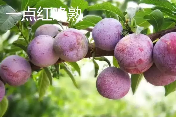 图片[9]-探寻早红李产地的方法和重点？探寻早红李产地要做好哪些细节？-会东网
