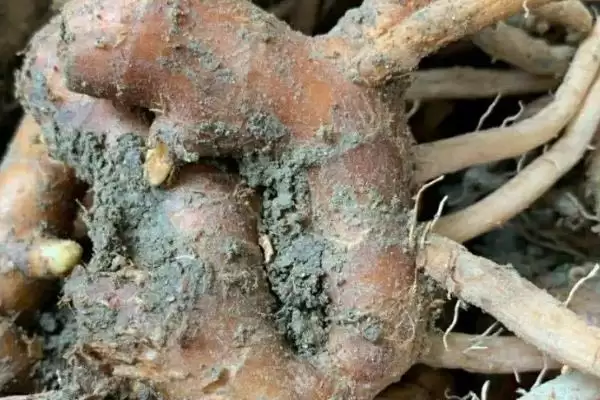 图片[8]-了解种风姜适用土壤的方法和重点？了解种风姜适用土壤要做好哪些细节？-会东网