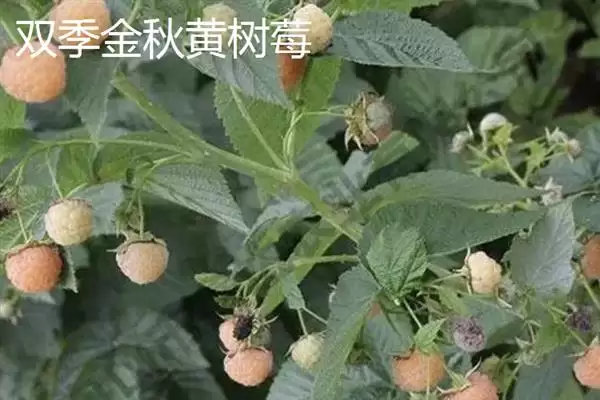 图片[5]-树莓与刺莓的区别？区分树莓与刺莓要关注哪些重要的差异点？-会东网