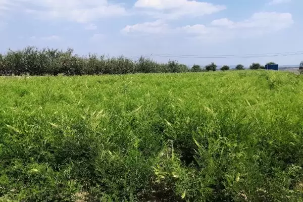 图片[2]-苦参的种植效益 ,种植苦参一般能获多少利润呢？-会东网