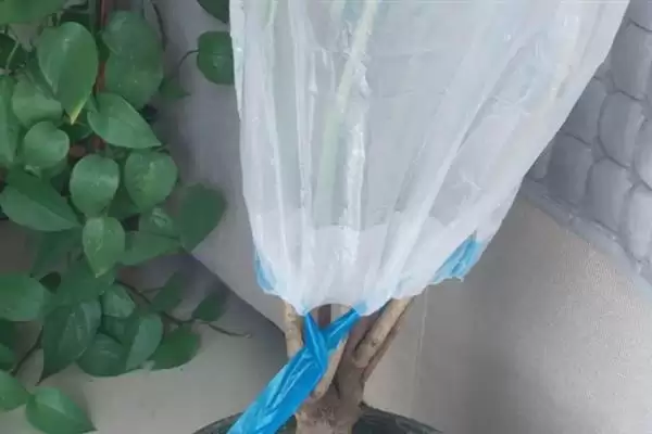 图片[5]-让幸福树在北方过冬的方法和重点？让幸福树在北方过冬要做好哪些细节？-会东网