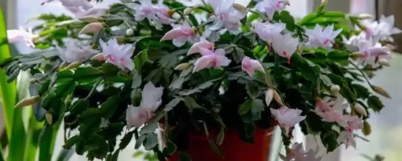 认识影响蟹爪兰生长因素的方法和重点？认识影响蟹爪兰生长因素要做好哪些细节？-会东网