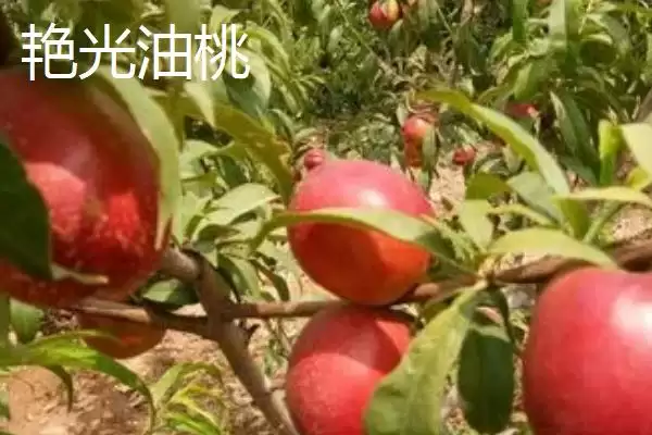 图片[10]-判断油桃是否为转基因桃子的方法和重点？判断油桃是否为转基因桃子要做好哪些细节？-会东网