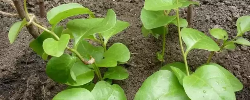 藤三七的种植方法？种植藤三七要遵循哪些科学的种植步骤和管理要点？-会东网